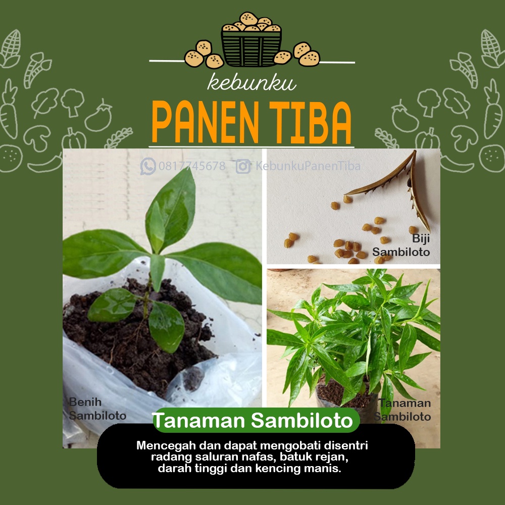 Kebunku Panen Tiba - Biji, Bibit Tanaman Hidup Herbal Sambiloto Chuan Xin Lien