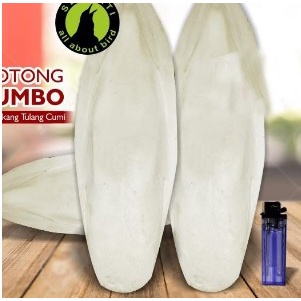 Sotong Jumbo Cangkang Tulang Cumi Kalsium Untuk Burung LOVEBIRD Murah