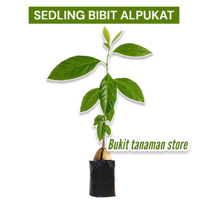 Seedling alpukat/bibit alpukat dari biji
