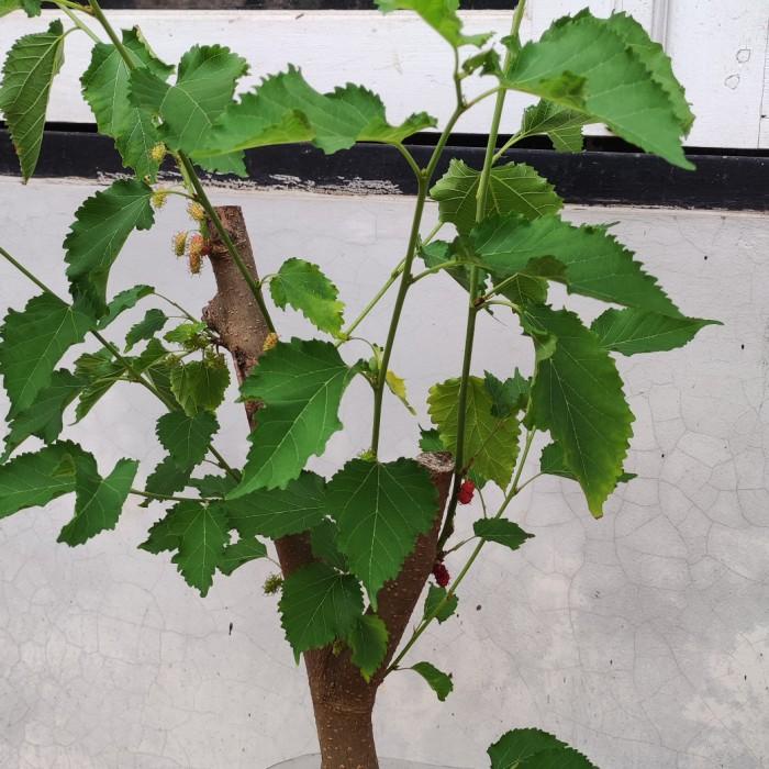 tanaman buah murbei sudah berbuah