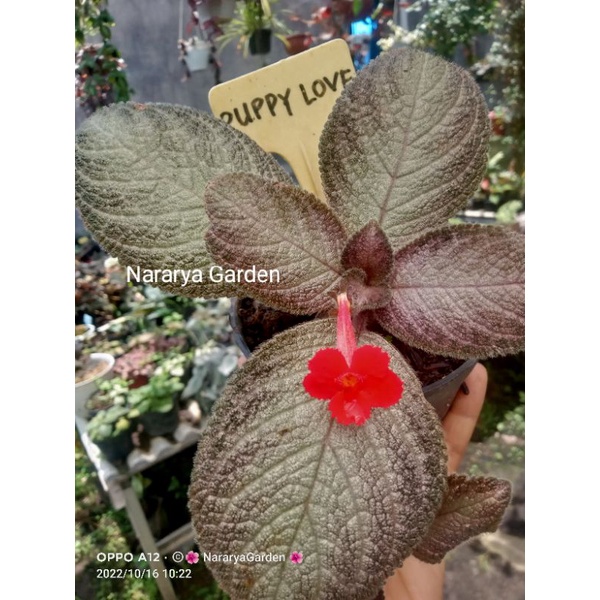 Episcia import puppy love