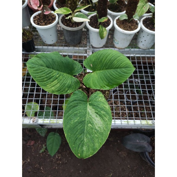 homalomena SP red stem mutasi