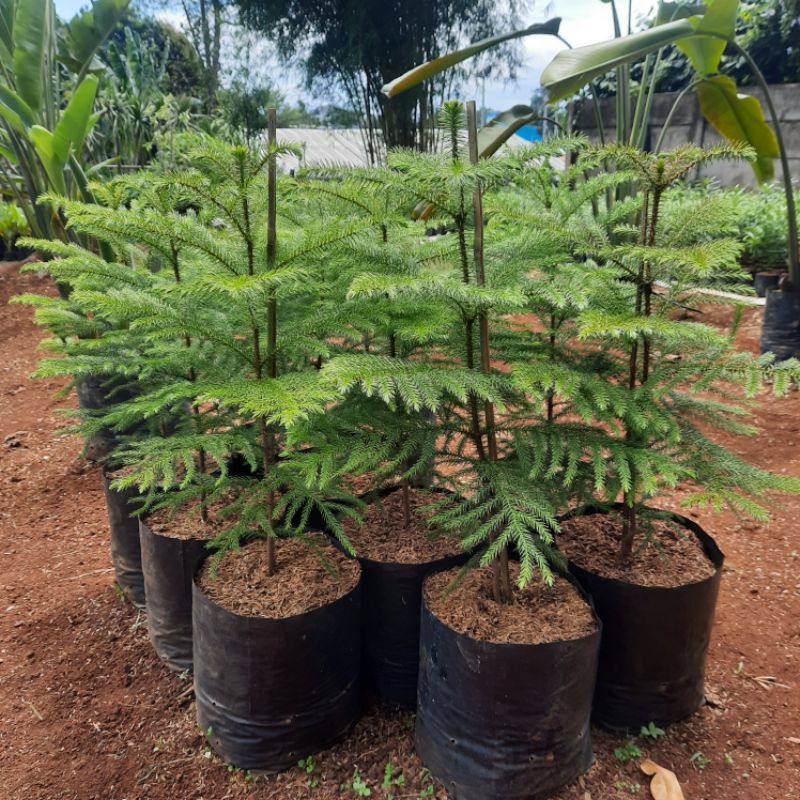 {BISA COD} tanaman hias cemara norfolk tinggi 1 meter pohon cemara norfolk 1 meter tanaman cemara no