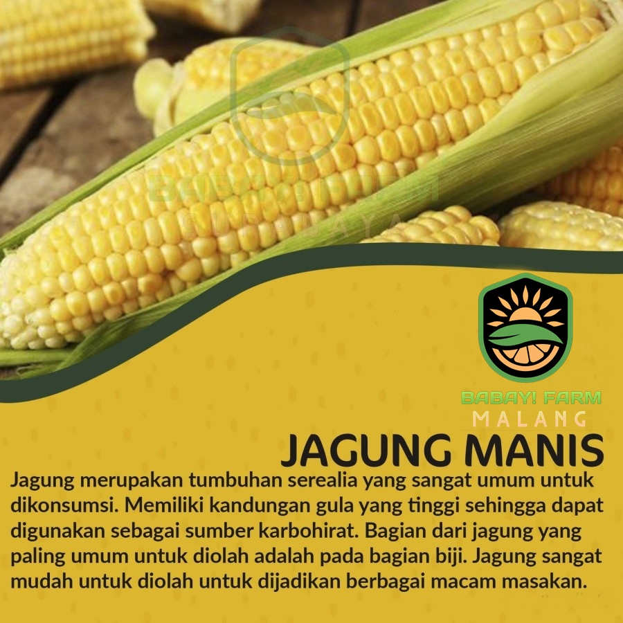 

jagung manis
