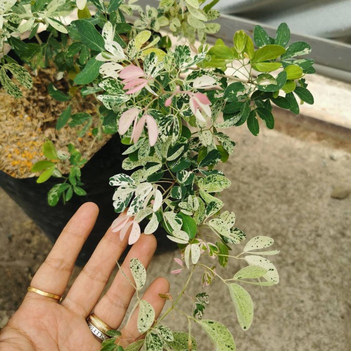 Harga Termurah Tanaman Asem Kranji / Asem Londo Varigata