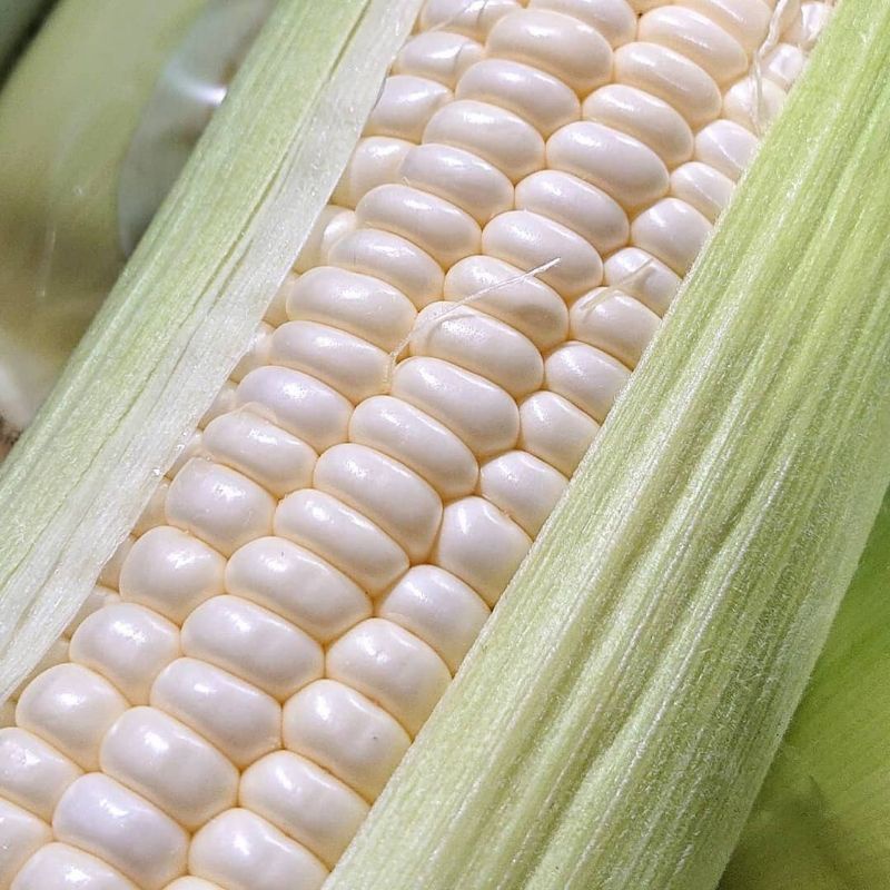 10 Benih Jagung Pulut Putih
