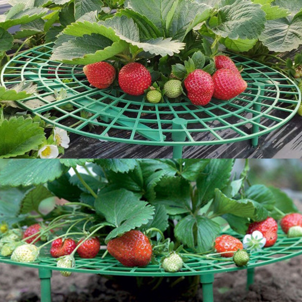 Benih Seribuan - 10 Bibit Buah Strawberry Rambat Unggul