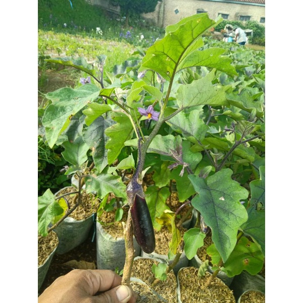 tanamam bibit terong ungu/terong panjang