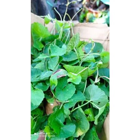 BIBIT PEGAGAN HERBAL/BIBIT ANTANAN/PEGAGAN ANTANAN/BIBIT PEGAGAN ANTANAN