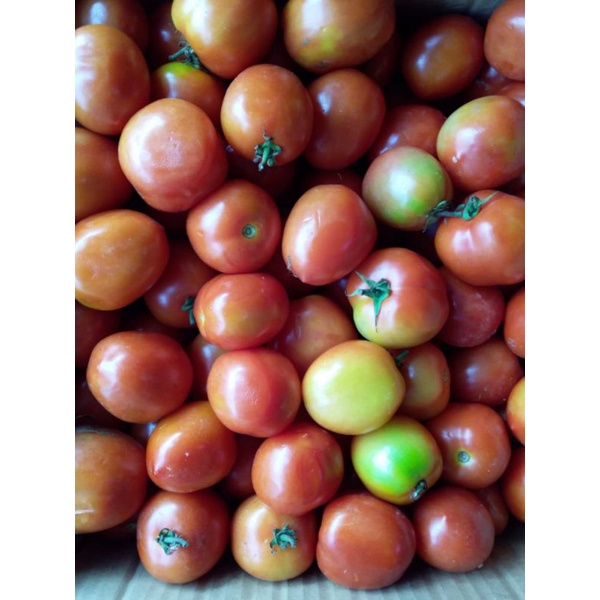 

Tomat Merah 1/4kg