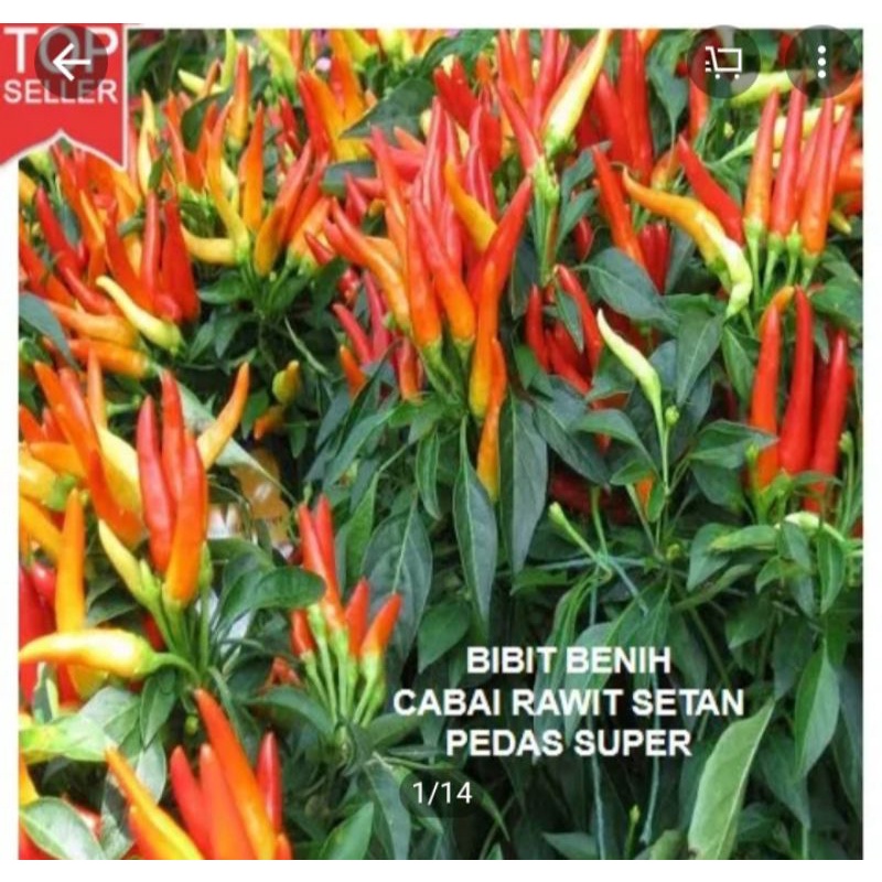 

12 Cabe rawit setan dan tanaman cabe