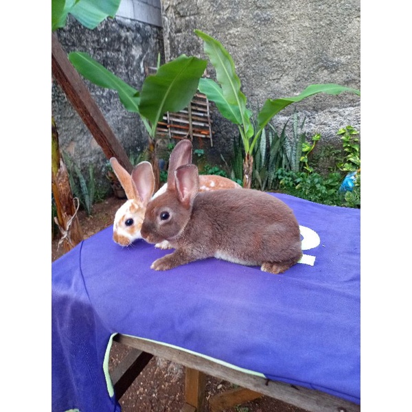Kelinci Rex bulu karpet anakan sepasang (6).
