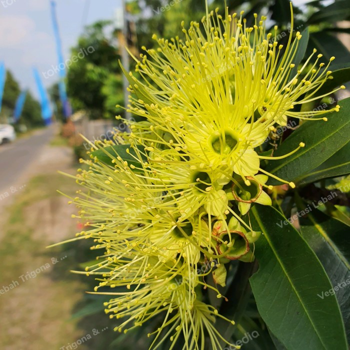 Berkuwalitas Bibit Bunga Santos Lemon Kuning Kecil Untuk Pakan Lebah Klanceng