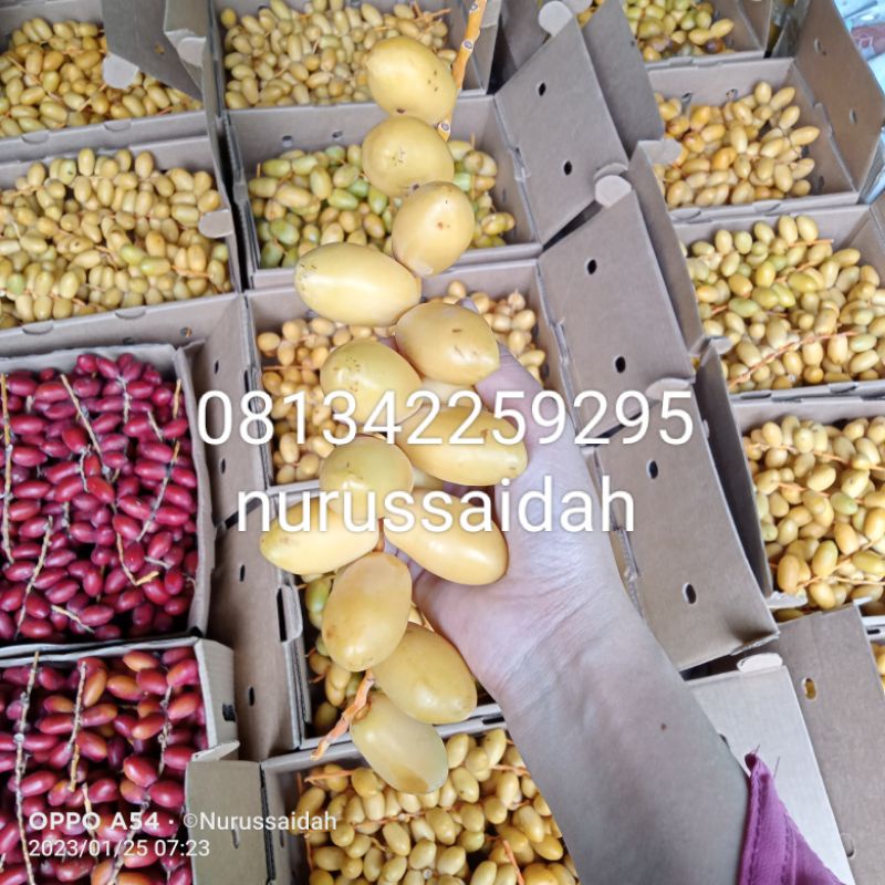 kurma muda promil kuning 1 kg fresh