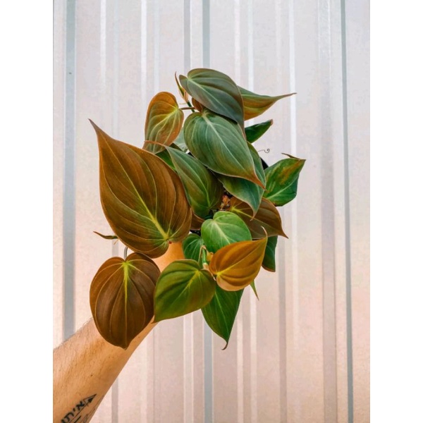 PROMO philodendron micans pink / tanaman hias philodendron micans