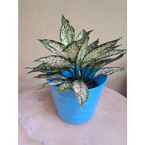 Aglonema Snow White Dewasa - Tunggal (Engkel) / Rumpun 2 / Rumpun 6