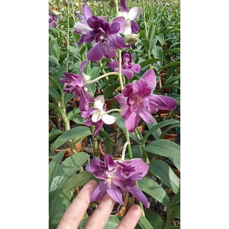 anggrek dendrobium mawar blue plan jumbo kondisi spike dan knop mekar