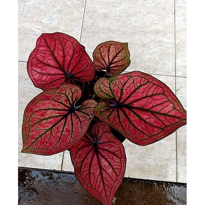 caladium/keladi pink pillow ori, keladi H33, thai series, bibit keladi murah, keladi daun tebal