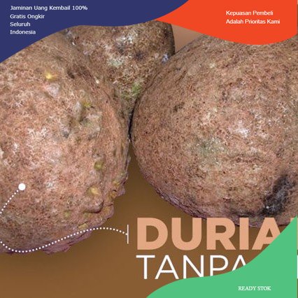 Bibit Durian Gundul Super Tinggi 1 Meter - Durian Asli Lombok NTB