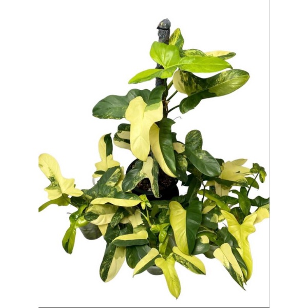 philodendron violin variegata