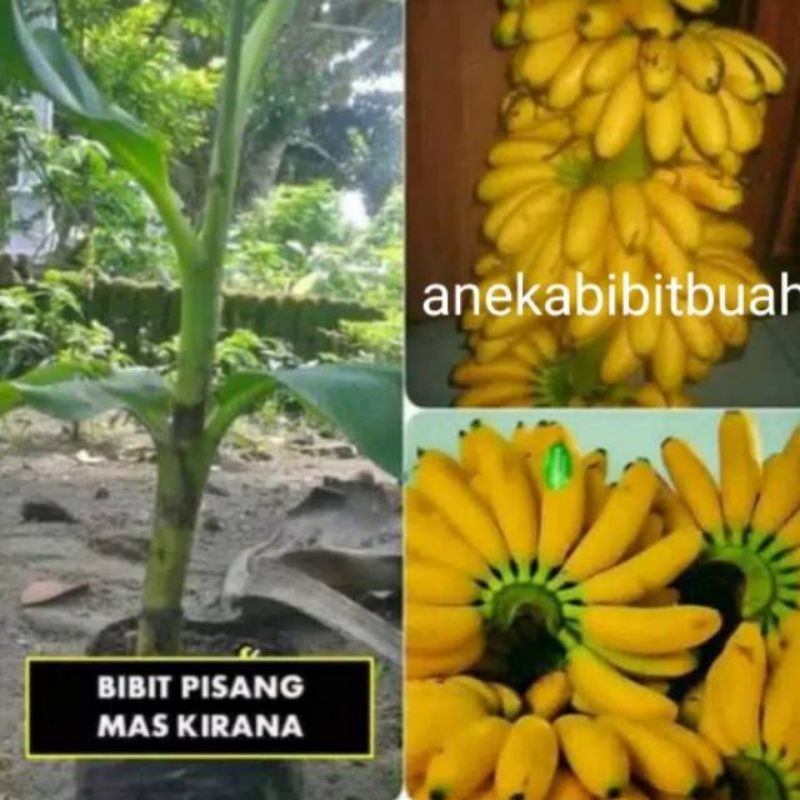 Bibit pisang mas kirana /BIBIT PISANG MAS UNGGUL /BIBIT PISANG BONGGOL TERBAIK
