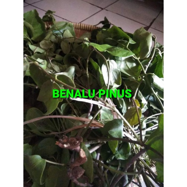 

DAUN BENALU PINUS KERING 1000 GRAM