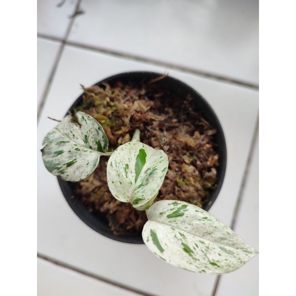 epiprenum pinatum marble variegata