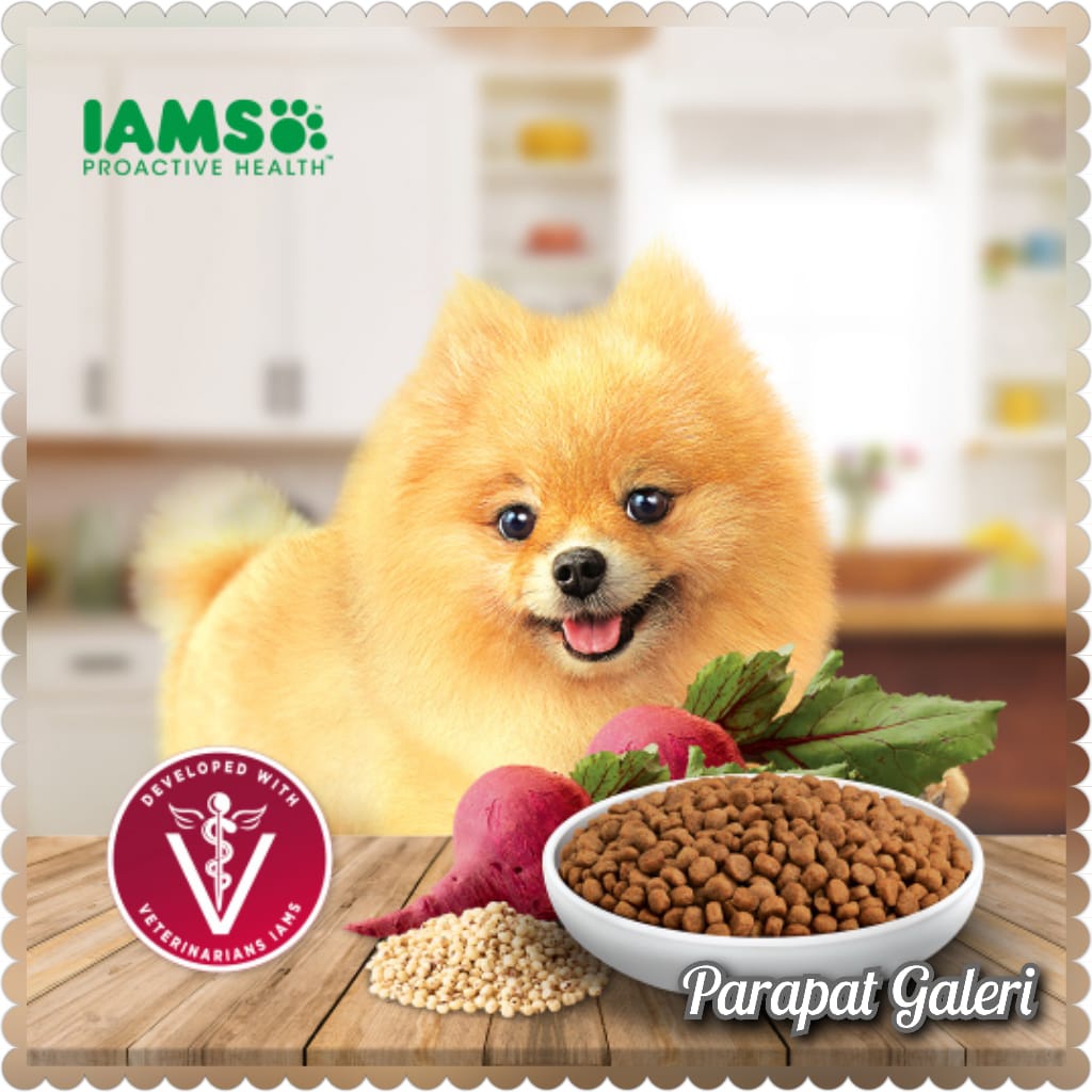 IAMS Dog Adult Small breed Makanan Kering Anjing Dewasa Ras Kecil Proactive Health 450gr