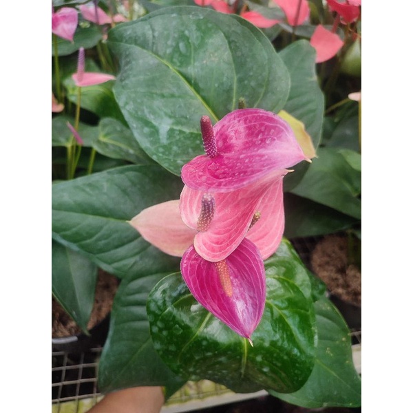 anthurium bunga ungu garis