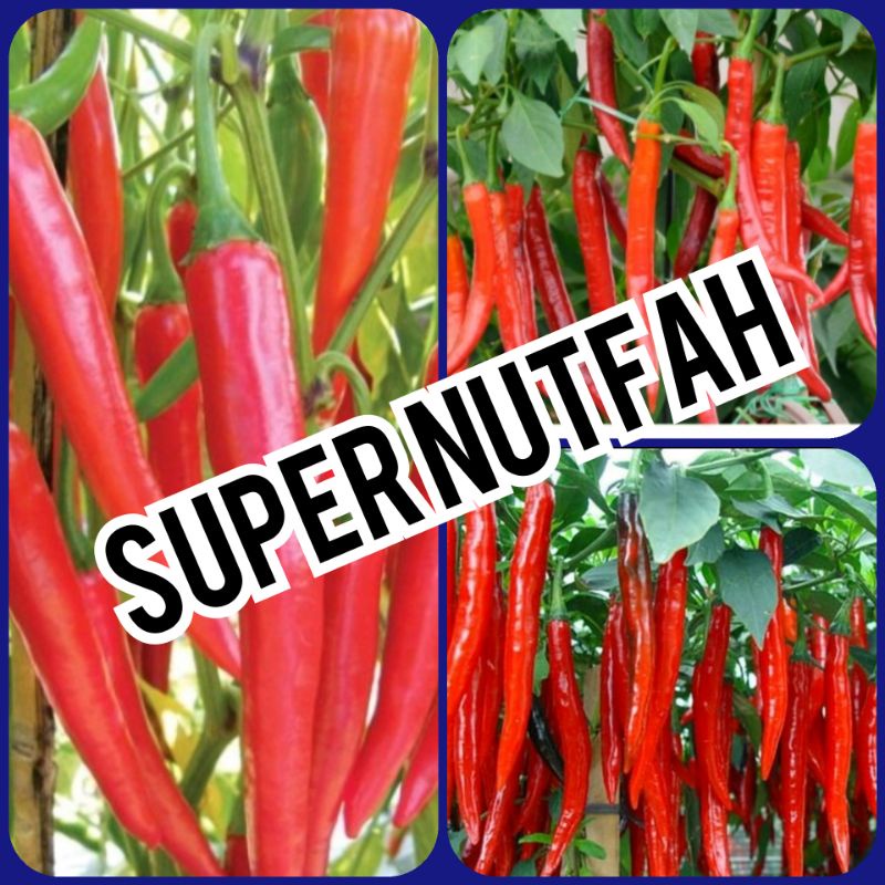 Bibit cabe merah   cabe besar super full akar siap tanam