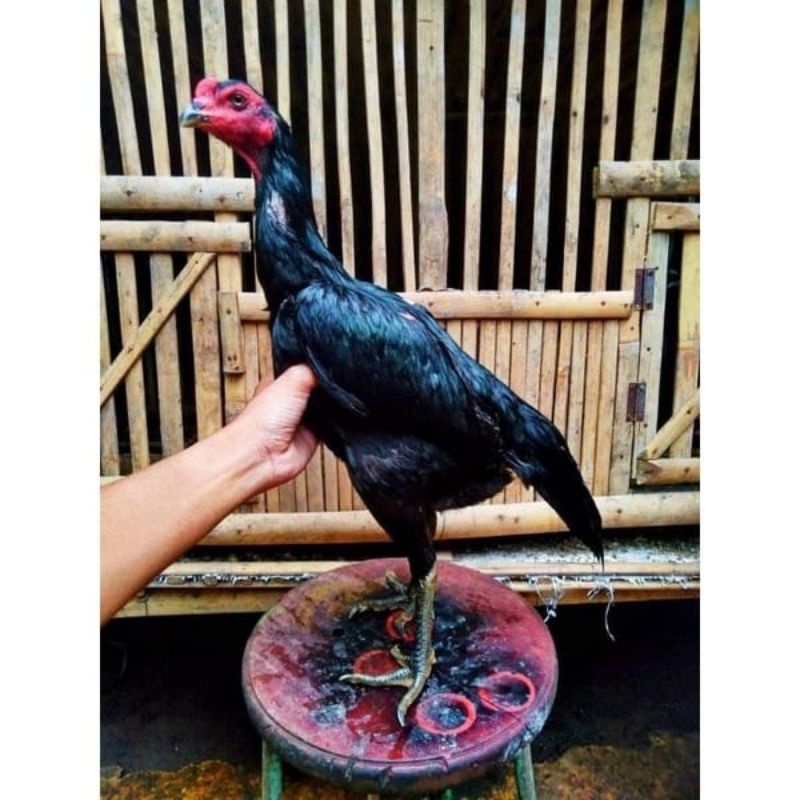 

Telur Ayam GANOI X Plucker