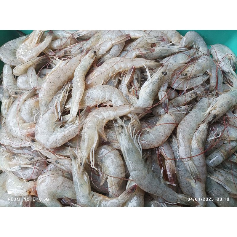 Udang Segar Bandung Fresh 1kg