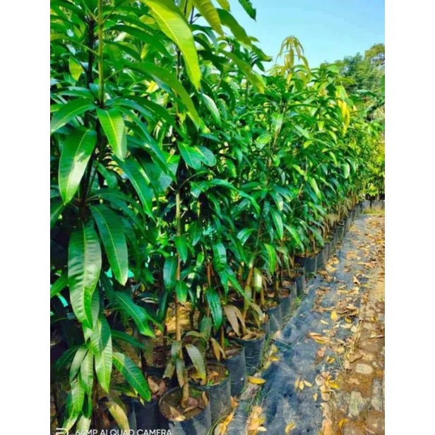 Bibit Mangga Mahatir Batang besar