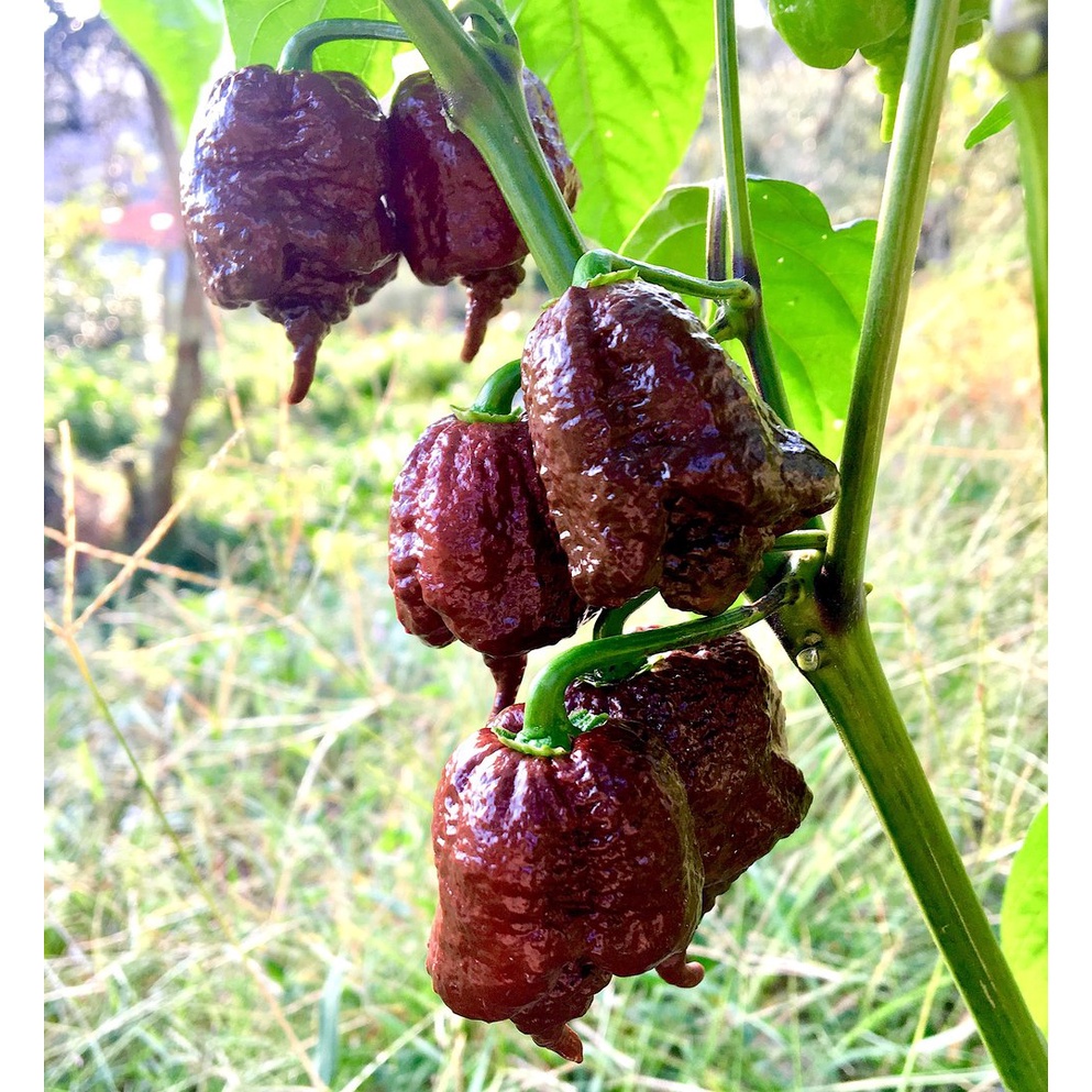 Benih Seribuan - 2 Bibit Cabe Carolina Reaper Coklat Unggul