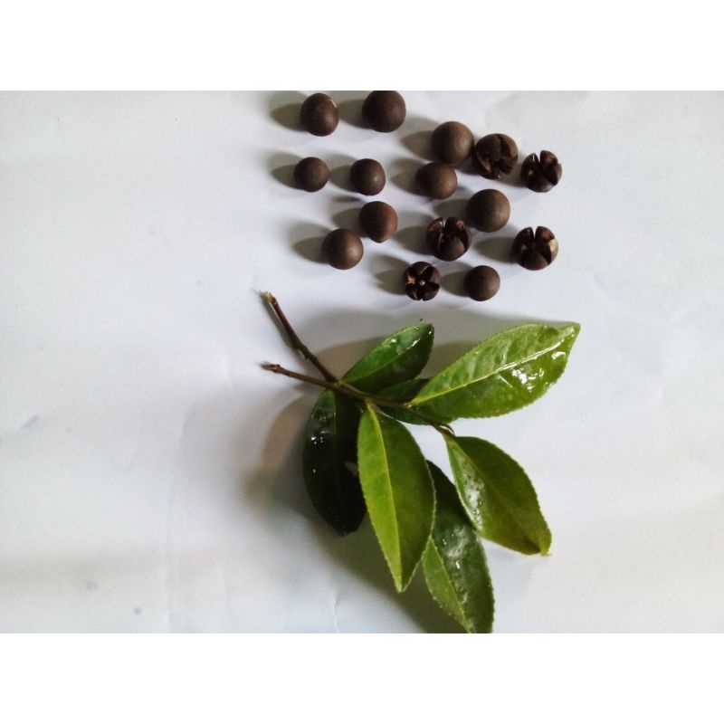 pesanan bibit teh hijau 500