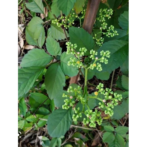 

daun galing galing segar 500gram