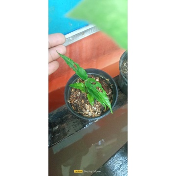 monstera obliqua Peru