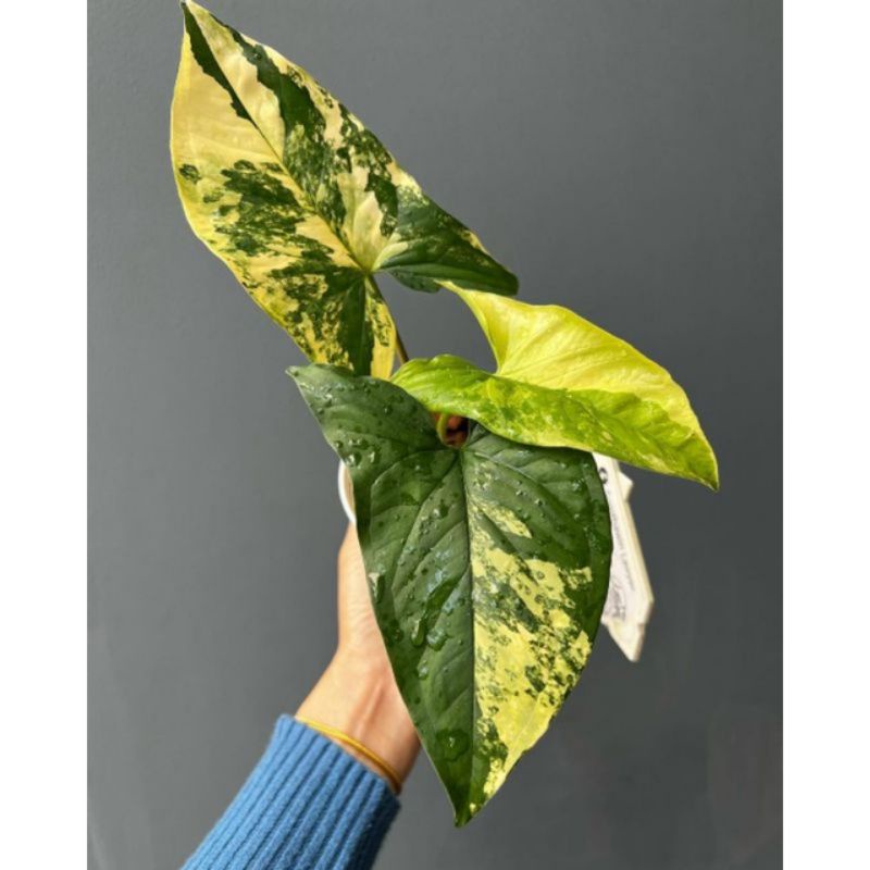 Singonium variegata yellow