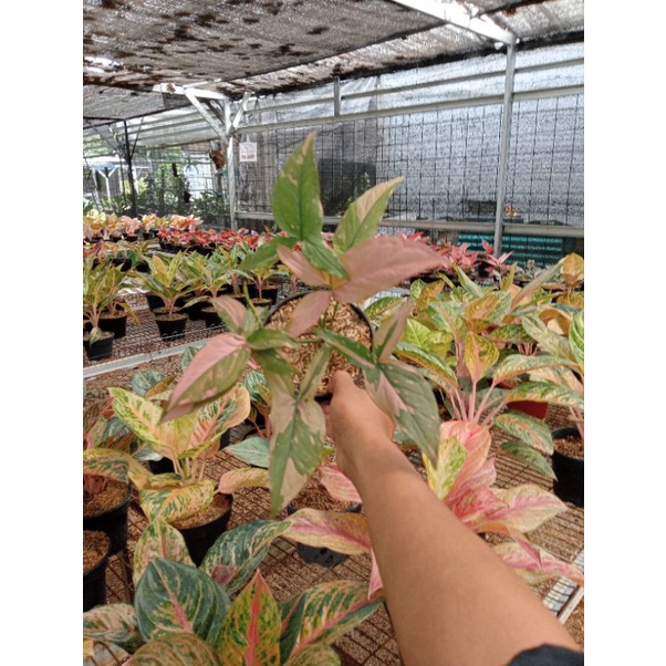 PROMO AGLONEMA  Syngonium Pink Splash