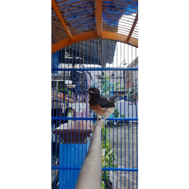 Murai batu medan Trotol