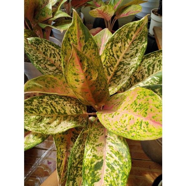 Aglonema Bigroy Rumlun Jumbo,