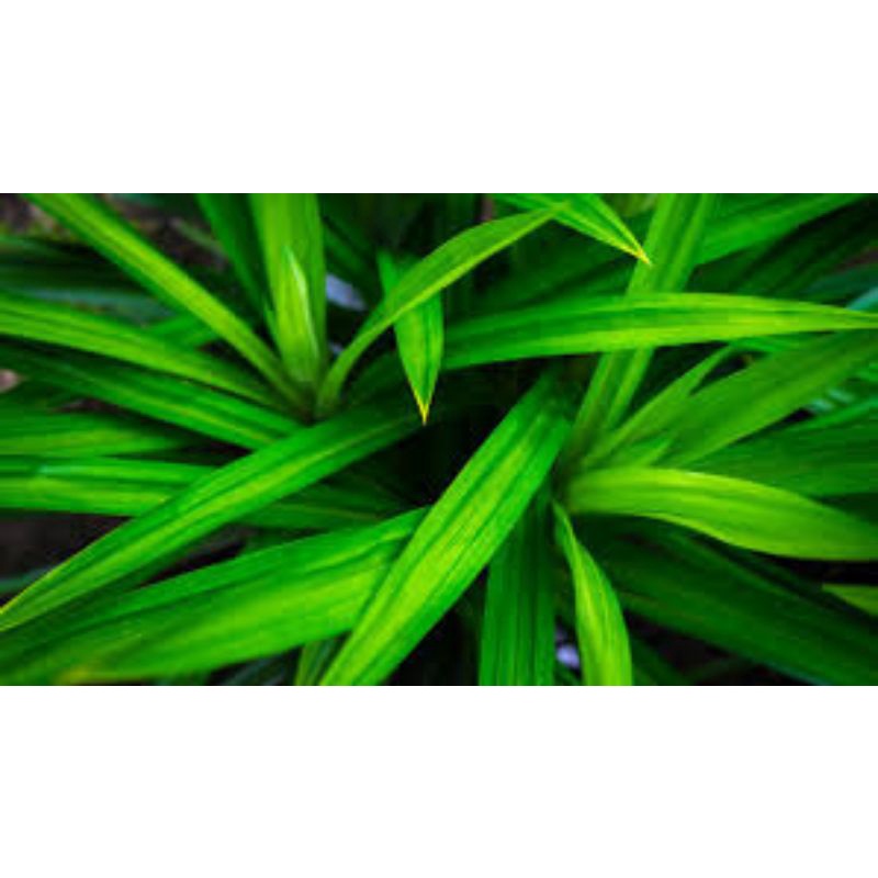 

Daun Pandan Fresh Dipetik Langsung Dari Pohon