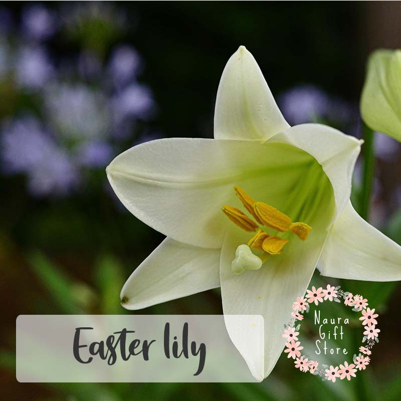 bunga potong easter lily segar