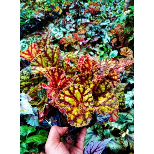 begonia keong madu