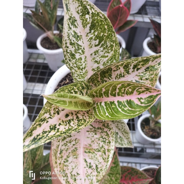 aglaonema mutiara alba