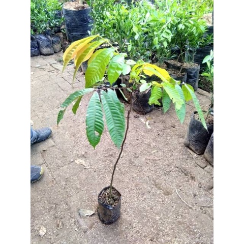 Bibit Tanaman Buah Matoa-Bibit Matoa Cangkok/Sambung CCCC