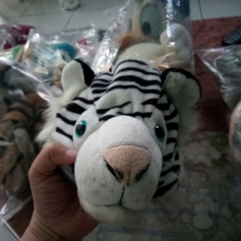 topi zebra taman safari