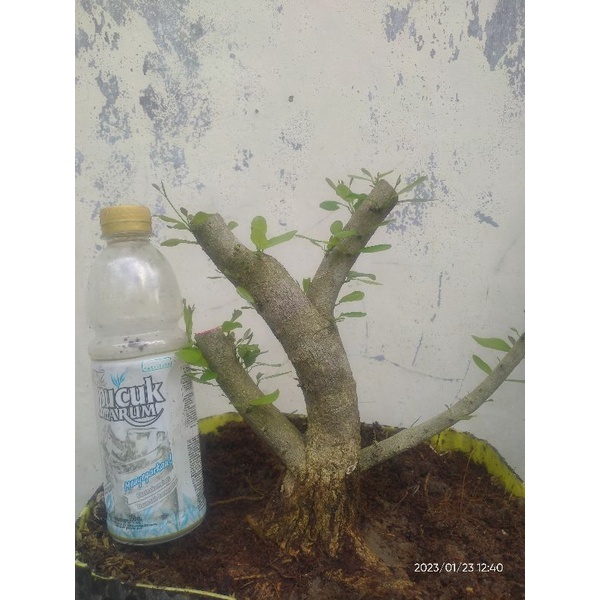 bonsai saeng simbur vietnam bunga ungu