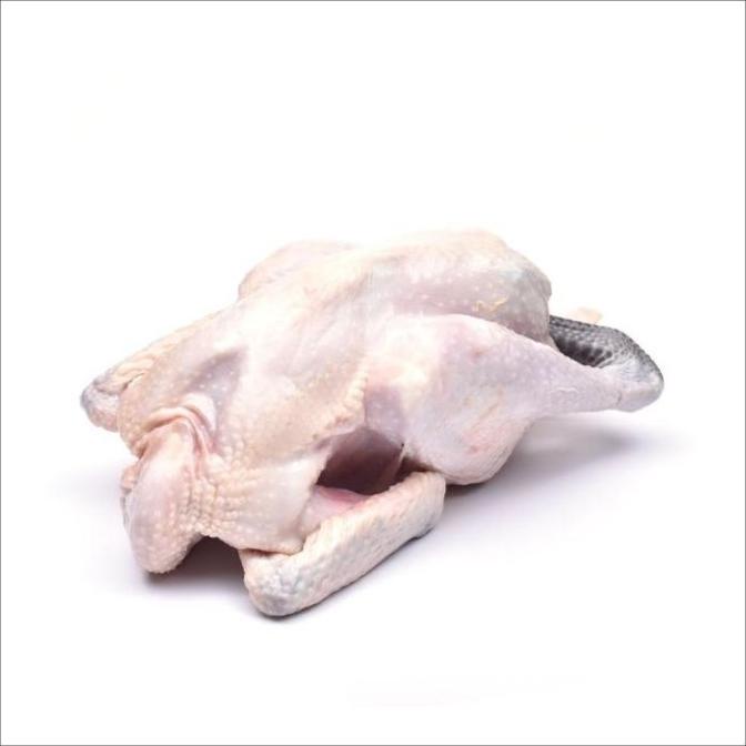 

SALE AYAM KAMPUNG FRESH ~1,2KG [GROSIR] BEST SELLER F5464RY