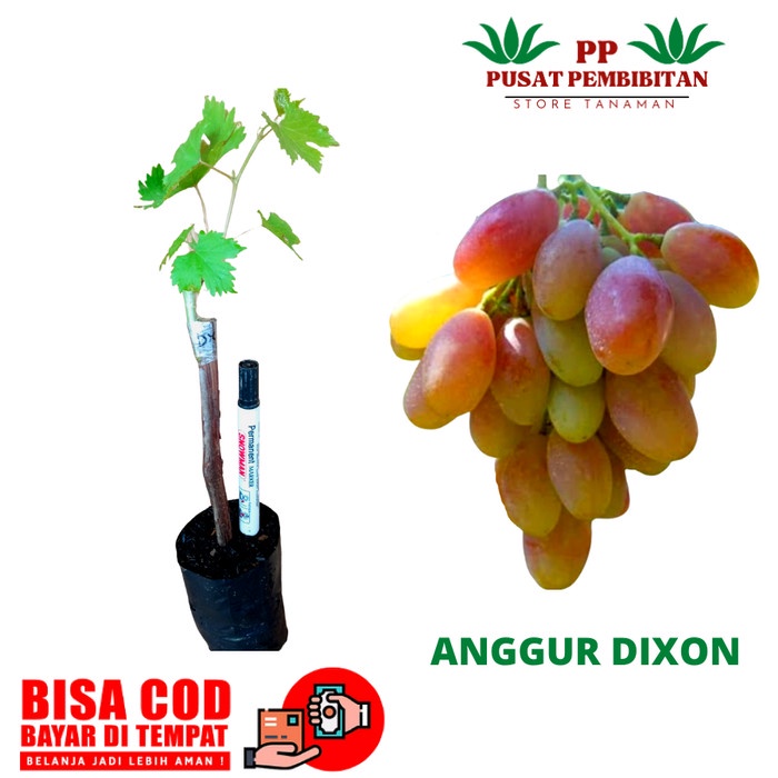 BATANG BESAR BIBIT ANGGUR IMPORT DIXON TANAMAN ANGGUR IMPORT DIXON CCCC